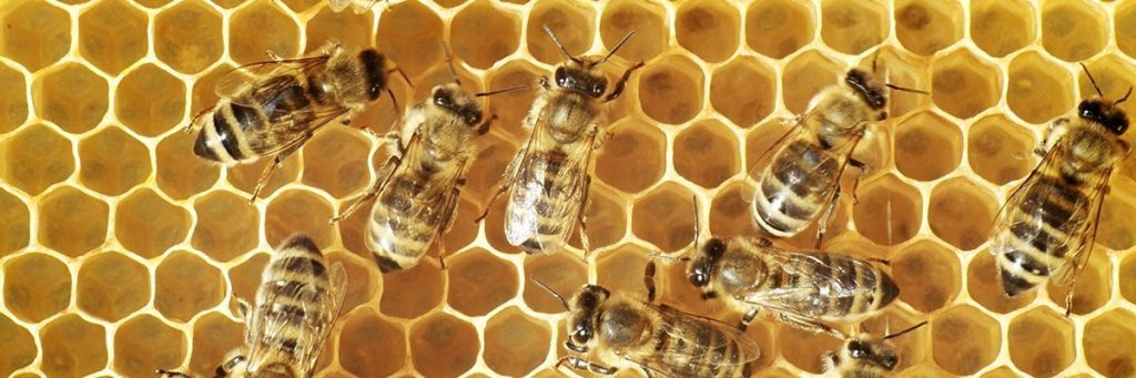 SAS seizes World Bee Day to promote analytics
