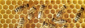 SAS seizes World Bee Day to promote analytics